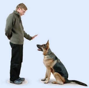 Dog Training